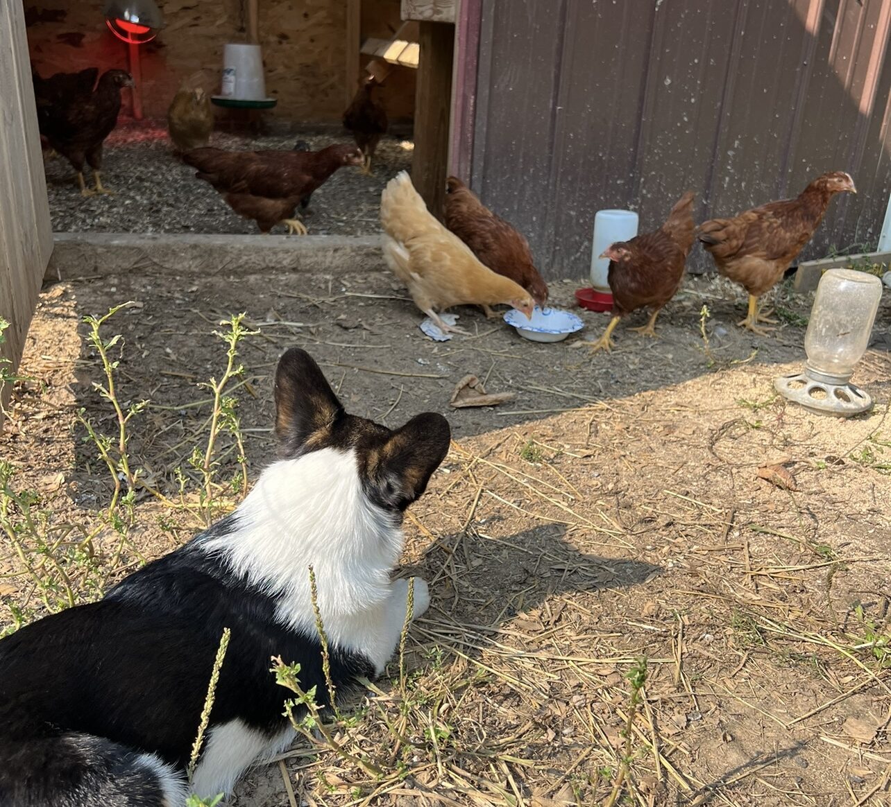 Read more about the article How To Make Your Dogs And Chickens Be Friends