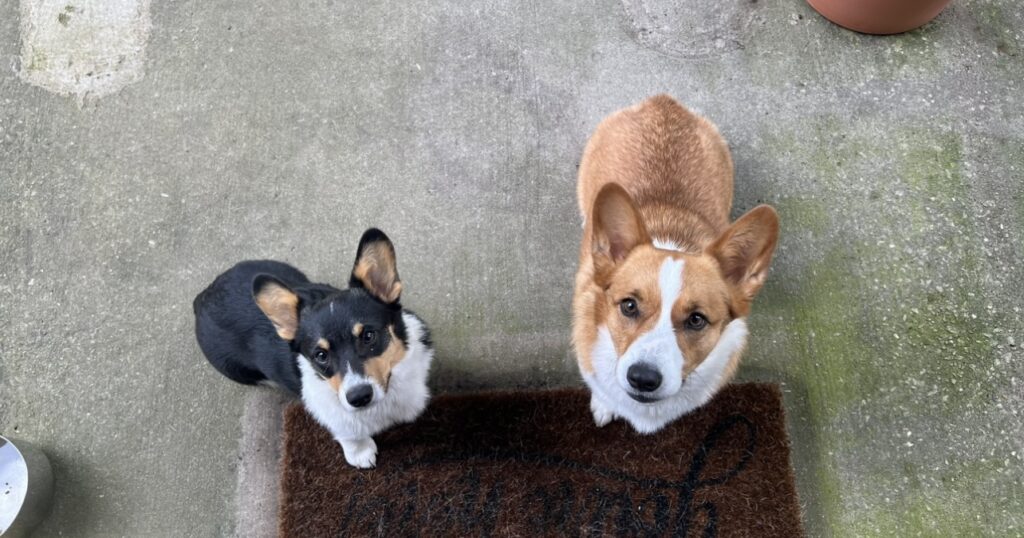 2 Corgi puppies