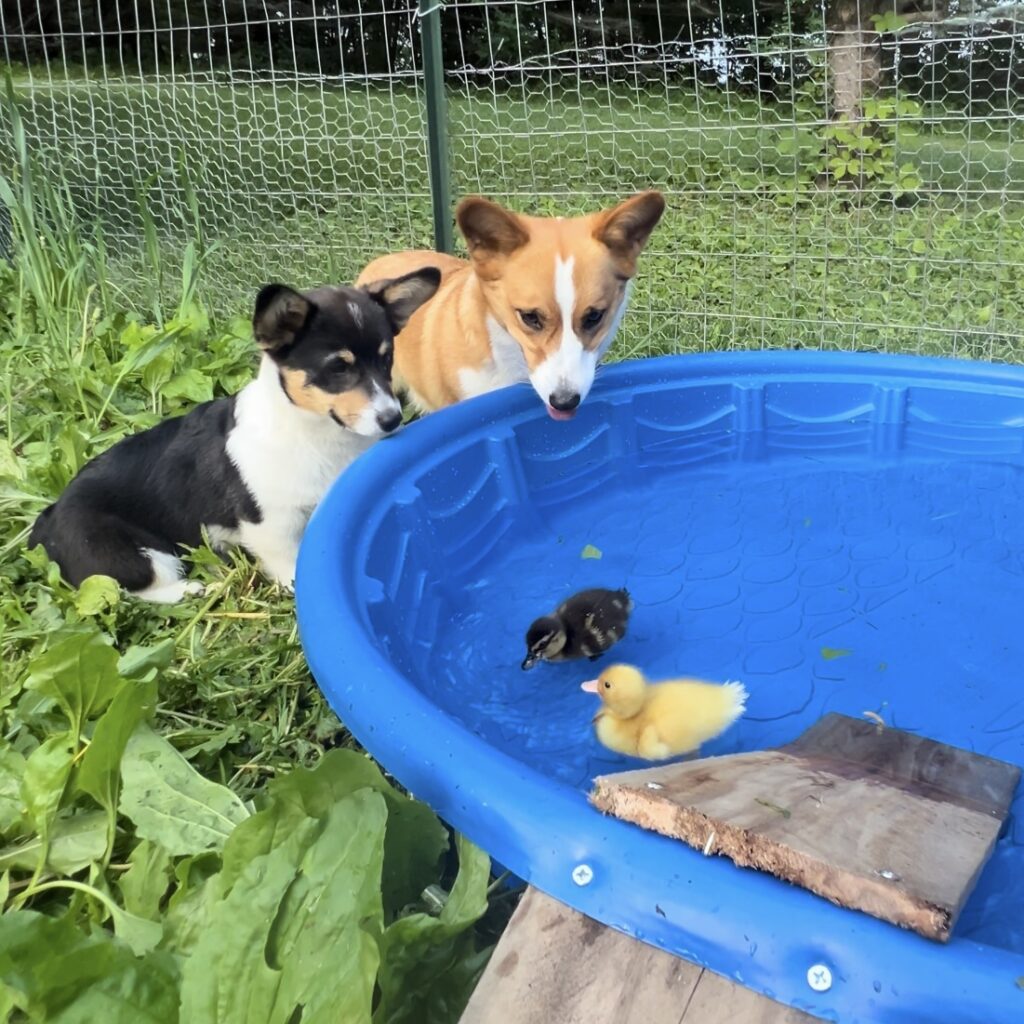 Two corgi puppies with two baby ducks