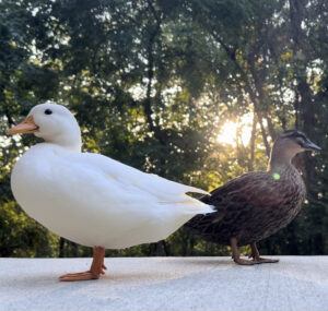 Read more about the article Duck Behavior | How To Know If Your Ducks Like You