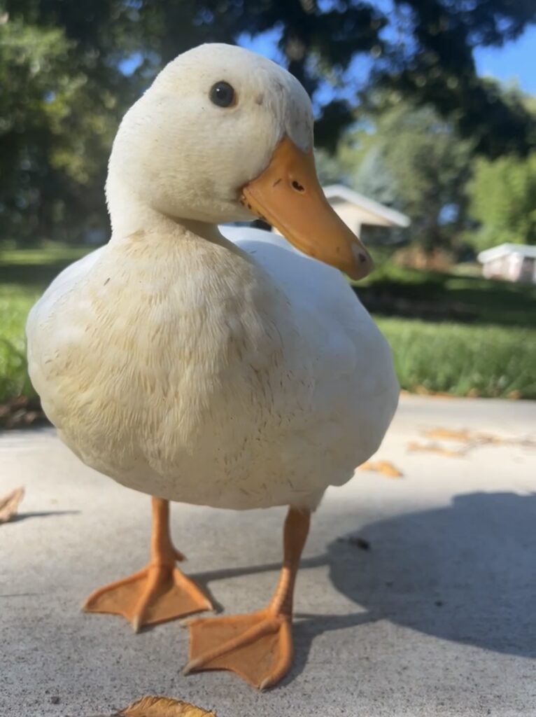 How to make your ducks love you