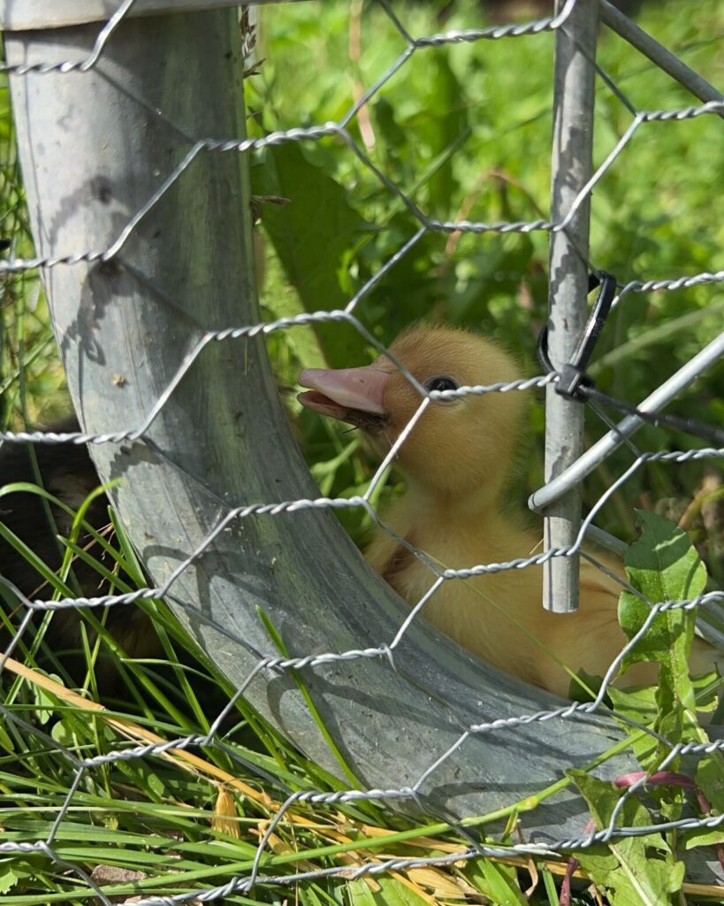 How To Make Your Dogs And Chickens Be Friends