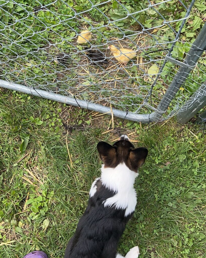 How To Make Your Dogs And Chickens Be Friends