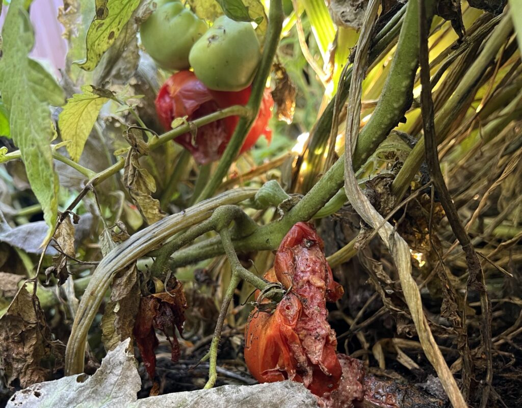 garden crops