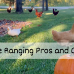 Free Range – 3 Pros and Cons of Letting Them Roam