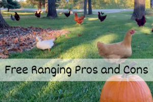 Read more about the article Free Range – 3 Pros and Cons of Letting Them Roam