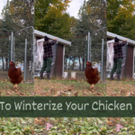 How To Winterize Your Chicken Coop