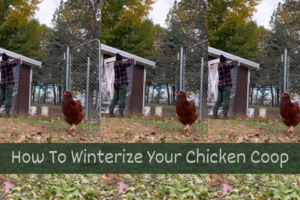 Read more about the article How To Winterize Your Chicken Coop