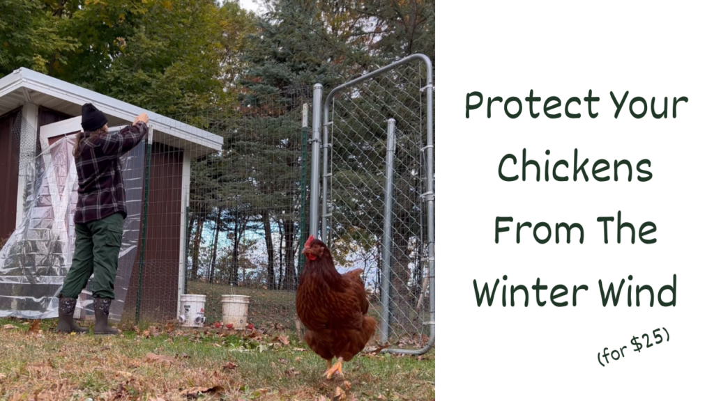 Protect Your Chickens From The Winter Wind