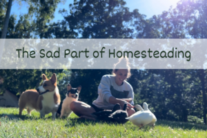 Read more about the article Homesteading: The Sad Part